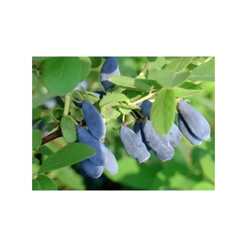 Valgomasis sausmedis - Lonicera caerulea KRUPNOPLODNAYA