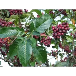 Rowan - Sorbus sp. LIKIORNAJA