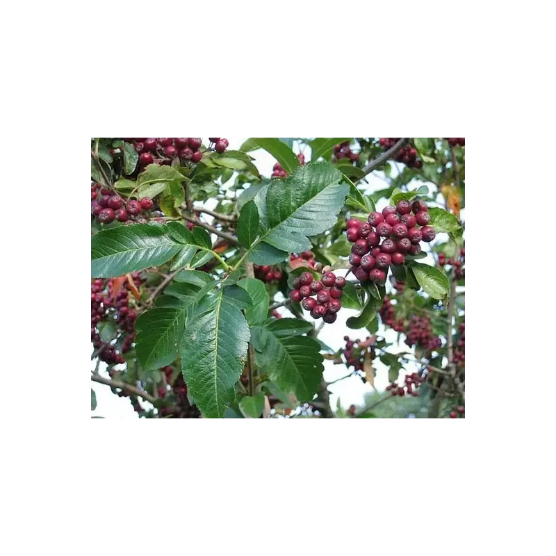 Valgomasis šermukšnis - Sorbus sp. LIKIORNAJA