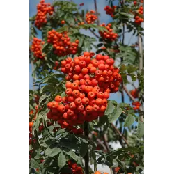 Valgomasis šermukšnis - Sorbus aucuparia ROSSICA MAJOR