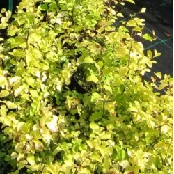 Vanhuto lanksva - Spiraea x vanhouttei GOLD FOUNTAIN