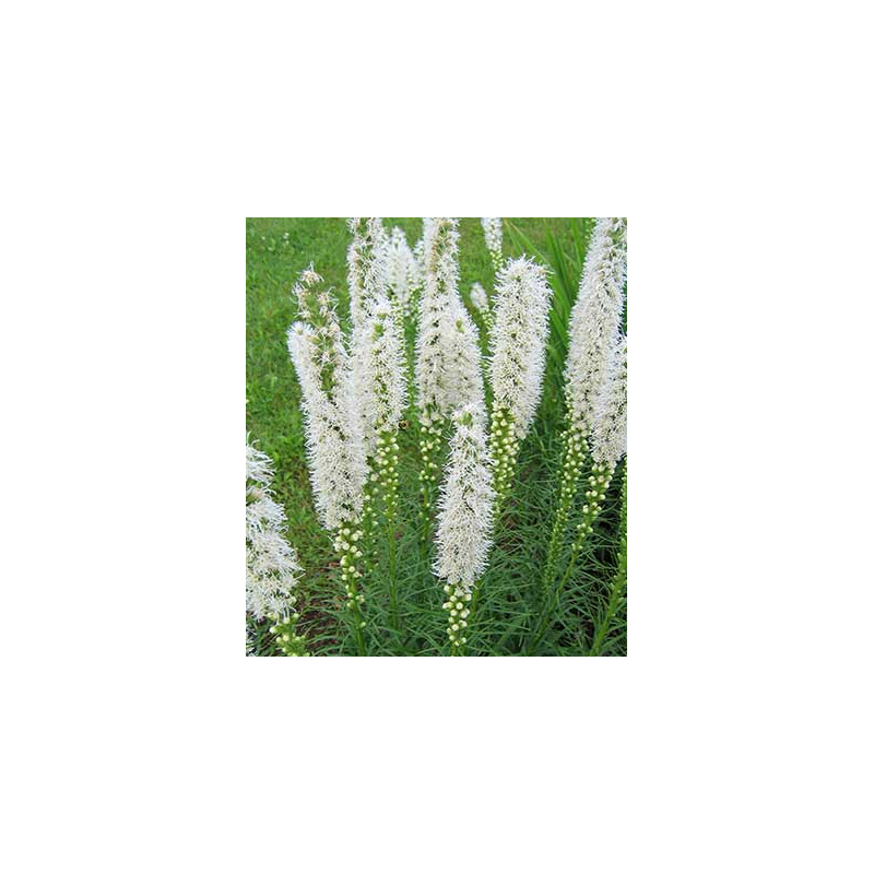 Liatris spicata Floristan WHITE