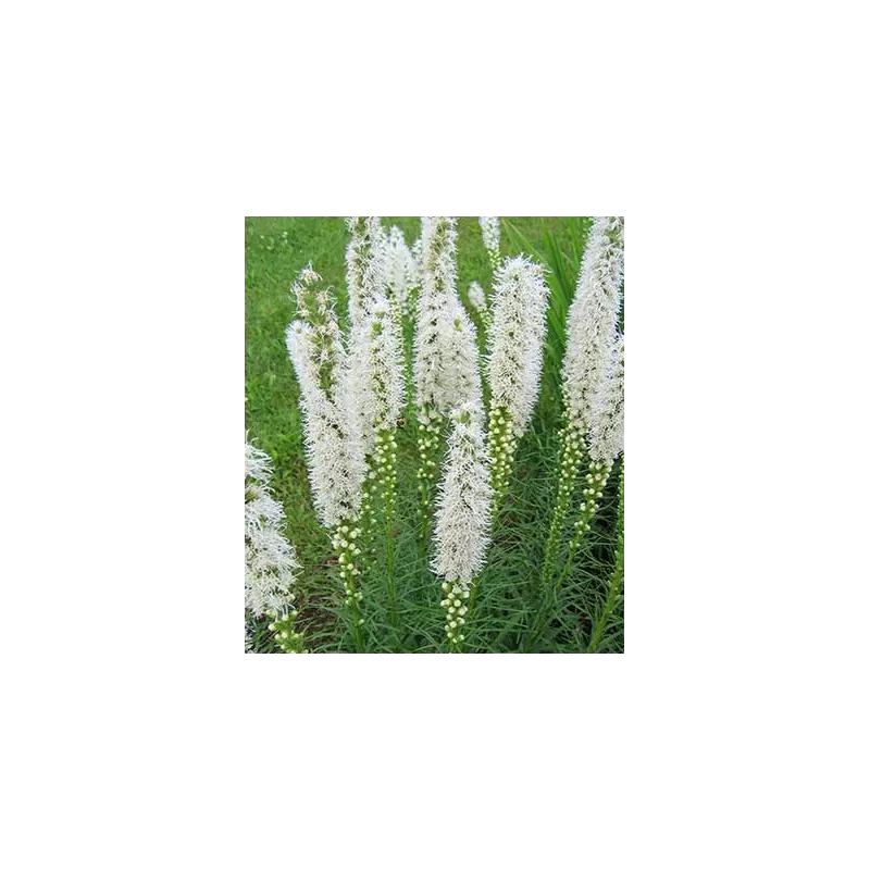 Varpotasis liatris - Liatris spicata FLORISTAN WHITE