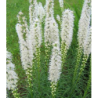 Liatris spicata Floristan WHITE