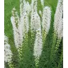 Liatris spicata Floristan WHITE