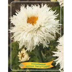 Leucanthemum maximum OOH LA™ LASPIDER
