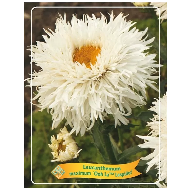 Baltagalvė ramunė - Leucanthemum maximum OOH LA™ LASPIDER
