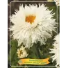 Baltagalvė ramunė - Leucanthemum maximum OOH LA™ LASPIDER