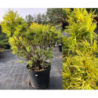 Pinus strobus TINY CURLS P29C10 60CM PHOTO 2021-10-21