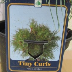 Pinus strobus TINY CURLS P29C10 60CM PHOTO 2021-10-21