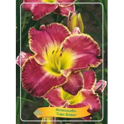Viendienė - Hemerocallis CAPE BRETON