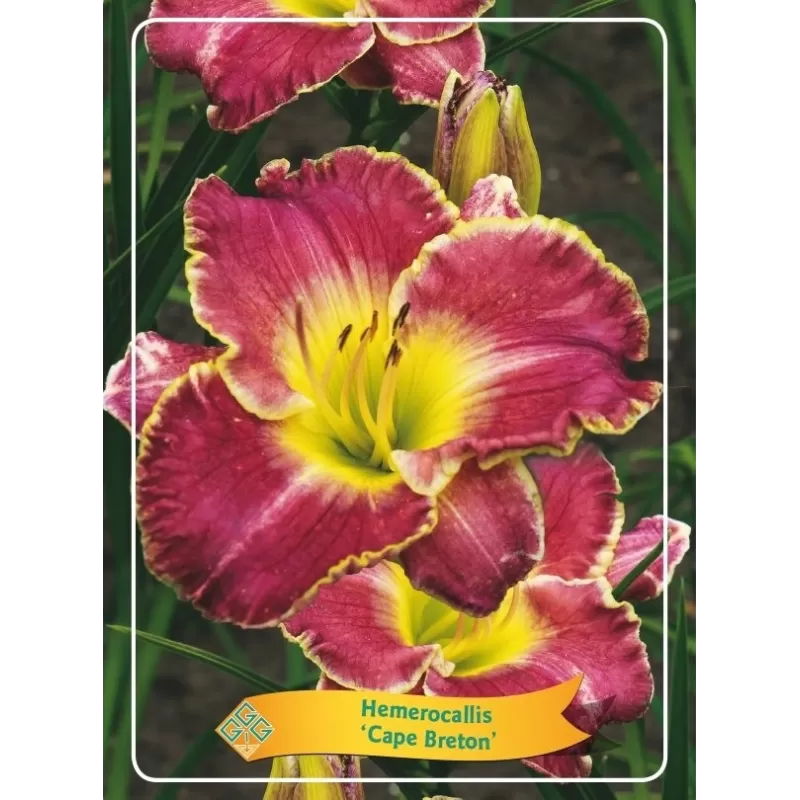 Hemerocallis Cape Breton