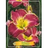 Hemerocallis Cape Breton
