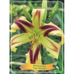 Hemerocallis Free Wheelin P11