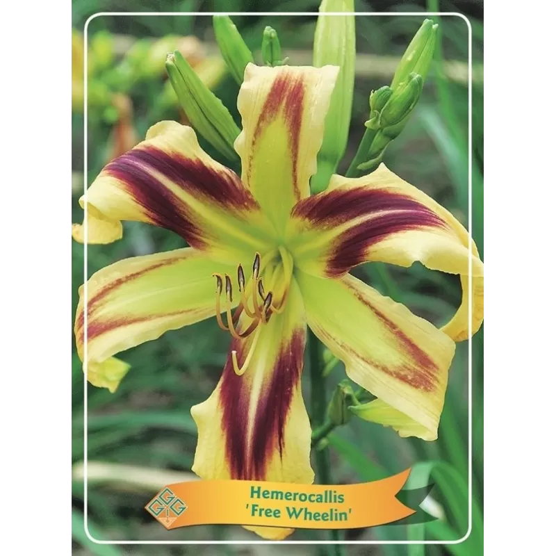 Hemerocallis Free Wheelin P11