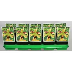 Hemerocallis Free Wheelin P11