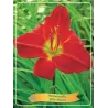 Hemerocallis Jolly Hearts P11
