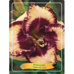 copy of Viendienė - Hemerocallis Open my Eyes P11