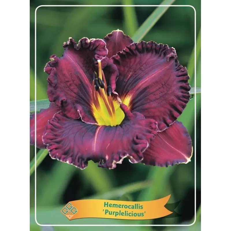 Viendienė - Hemerocallis PURPLELICIOUS