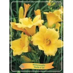 Viendienė - Hemerocallis STELLA D'ORO