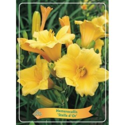 Hemerocallis STELLA D'ORO