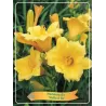 Hemerocallis STELLA D'ORO