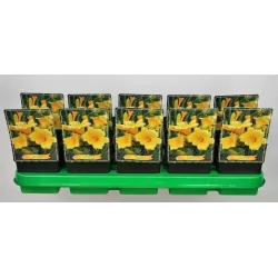 Hemerocallis STELLA D'ORO