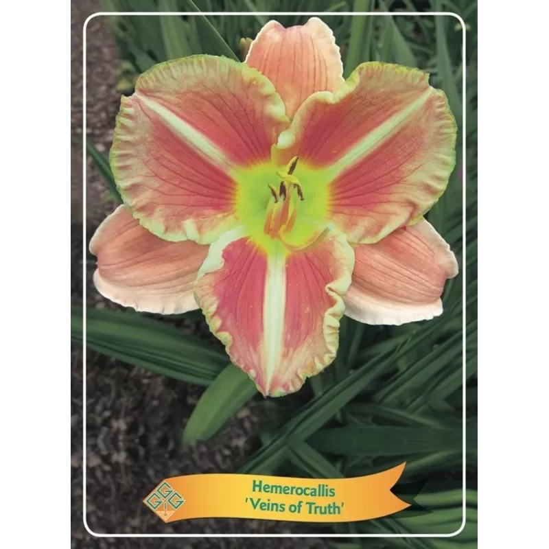 Hemerocallis Veins of Truth