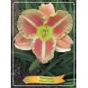 Hemerocallis Veins of Truth