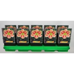 Hemerocallis Veins of Truth