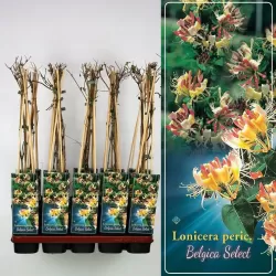 Vijoklinis sausmedis - Lonicera periclymenum BELGICA SELECT