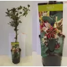 Honeyberry - Lonicera peric. BELGICA SELECT