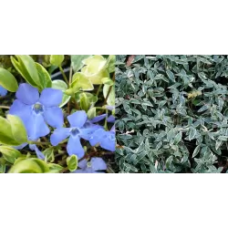 Mažoji žiemė - Vinca minor Argenteovariegata