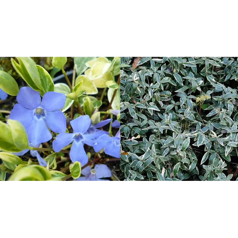  Vinca minor Variegata P9