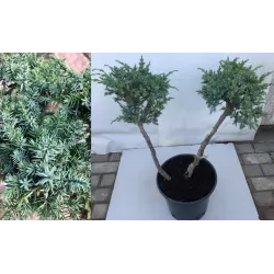 Kininis kadagys - Juniperus chinensis BLUE ALPS