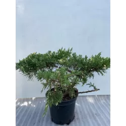 Kininis kadagys - Juniperus chinensis EXPANSA AUREOSPICATA