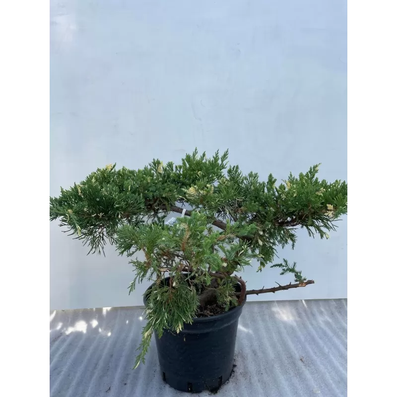 Kininis kadagys - Juniperus chinensis EXPANSA AUREOSPICATA