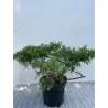 Kininis kadagys - Juniperus chinensis EXPANSA AUREOSPICATA