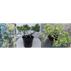 Kininis kadagys - Juniperus chinensis EXPANSA AUREOSPICATA