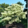 Tankiažiedė pušis - Pinus densiflora OCULUS DRACONIS
