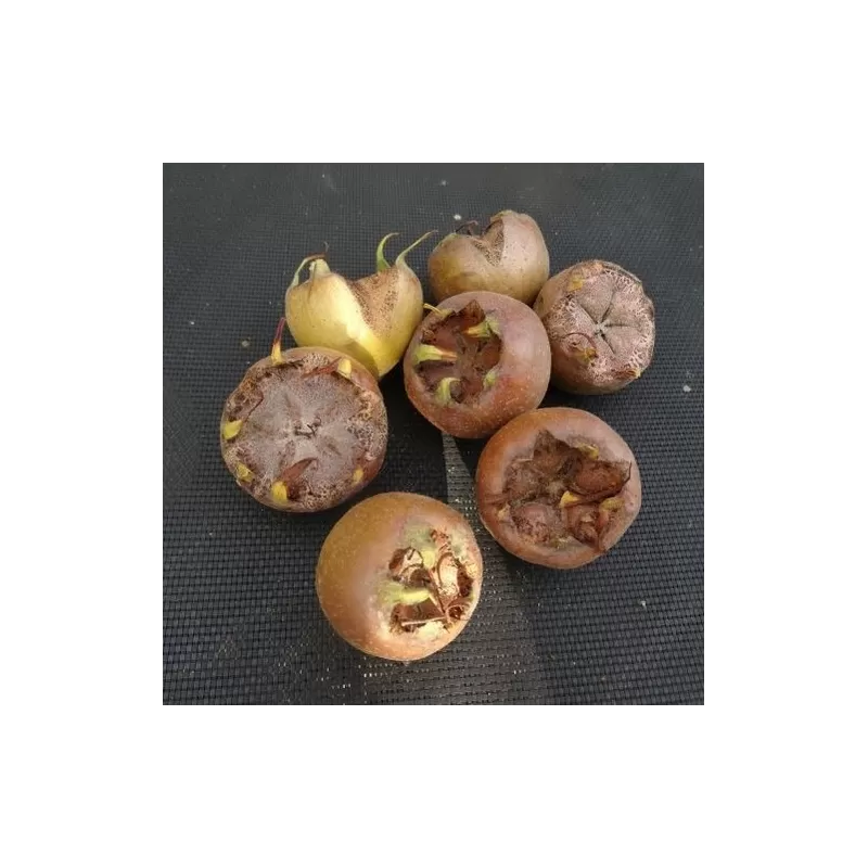 Baltažiedė šliandra - Mespilus germanica WESTERWELD