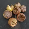 Baltažiedė šliandra - Mespilus germanica