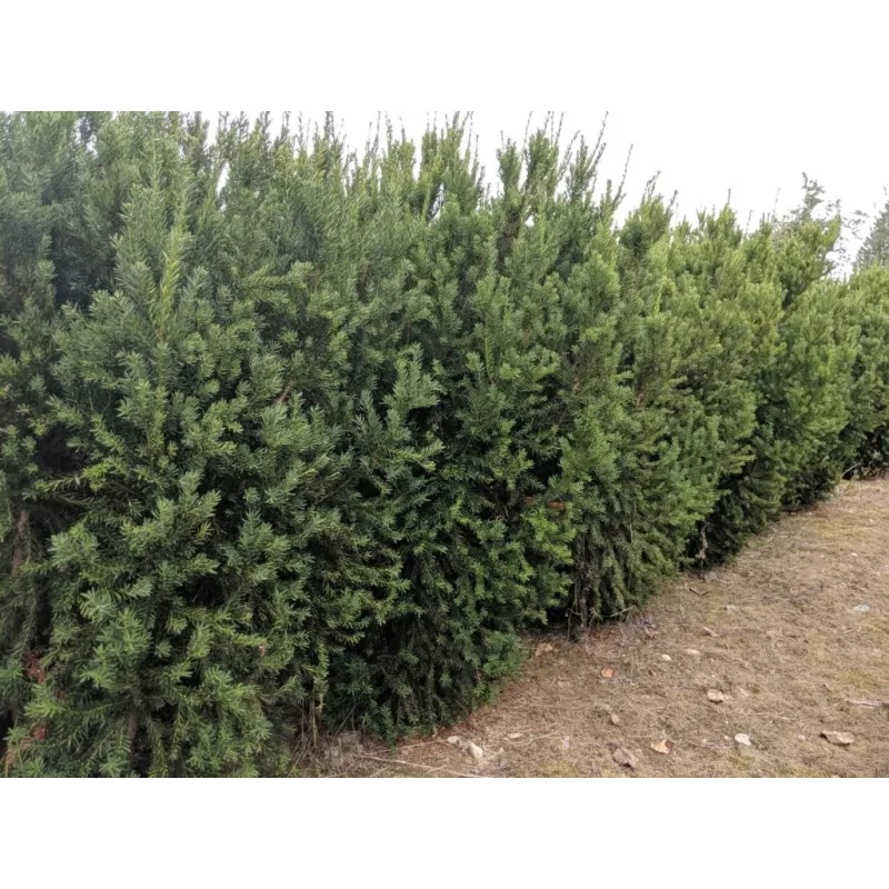 Taxus media HILLII