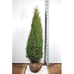 Juniperus communis Hibernica C4 40-60CM