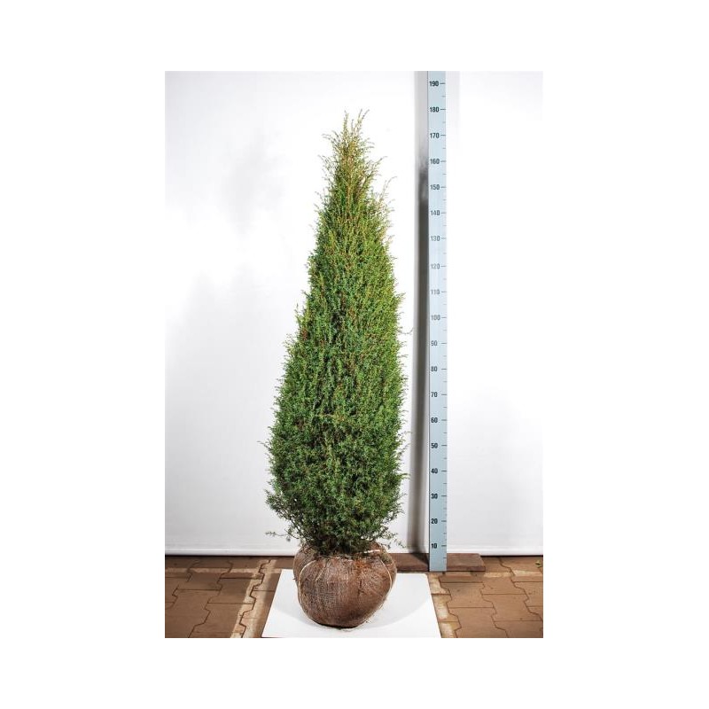 Juniperus communis Hibernica C4 40-60CM