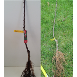 copy of Obelis (koloninė, posk. M26) - Malus domestica VALYUTA (VALIUTA) C3/5.6 (2 metai)