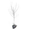Naminė obelis - Malus domestica KRASNOJE RANNEJE