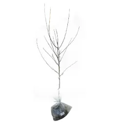 Naminė obelis - Malus domestica FLORINA