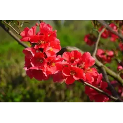 Svarainis puošnusis - Chaenomeles x superba ELLY MOSSEL