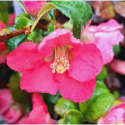 Japoninis svarainis - Chaenomeles × superba